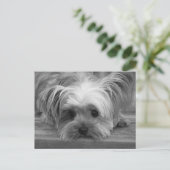 Blank Yorkshire Terrier Puppy Dog Post Kaart (Staand voorkant)