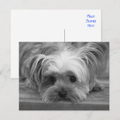 Blank Yorkshire Terrier Puppy Dog Post Kaart (Voorkant / Achterkant)