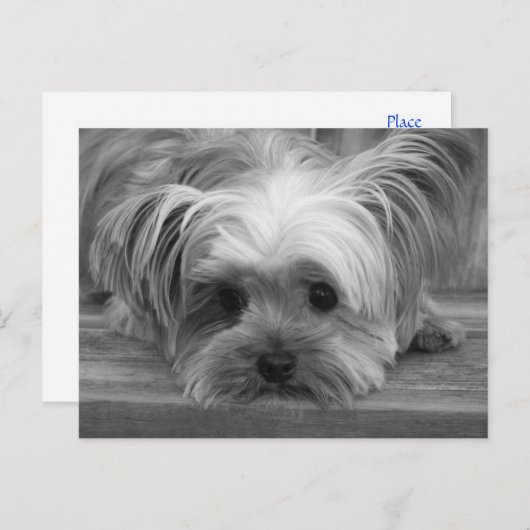 Blank Yorkshire Terrier Puppy Dog Post Kaart (Voorkant / Achterkant)