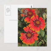 Blanket Flowers Briefkaart (Voorkant / Achterkant)