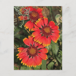 Blanket Flowers Briefkaart