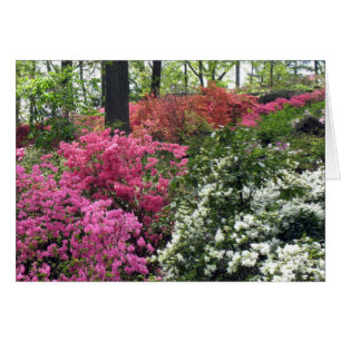 Blanket van Azalea's