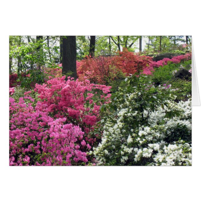 Blanket van Azalea's (Voorkant Horizontaal)