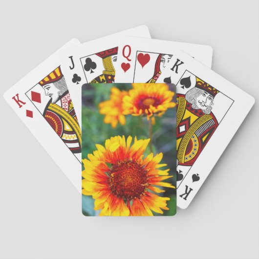Blanketbloem, ook bekend als bruine geverfde susan speelkaarten (Achterkant)
