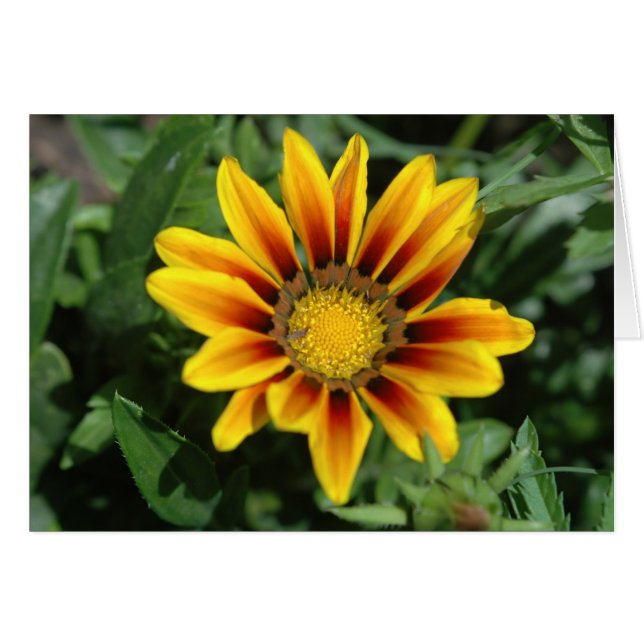 Blanketbloemkaart (Voorkant Horizontaal)