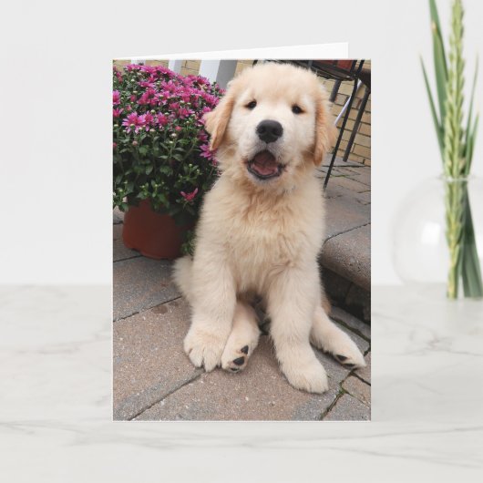 Blankkende kaart voor avonturen van archie 5 (Voorkant)