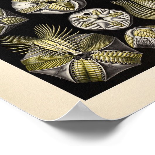 Blastoidea-kleur Ernst Haeckel Art Print (Hoek)