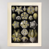 Blastoidea-kleur Ernst Haeckel Art Print (Voorkant)