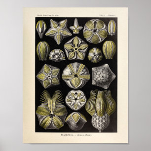  Blastoidea-kleur Ernst Haeckel Art Print