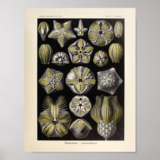 Blastoidea-kleur Ernst Haeckel Art Print (Voorkant)