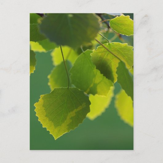 Blätter Wellness Briefkaart (Voorkant)