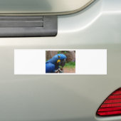 blauaras parrot bumpersticker (Op auto)
