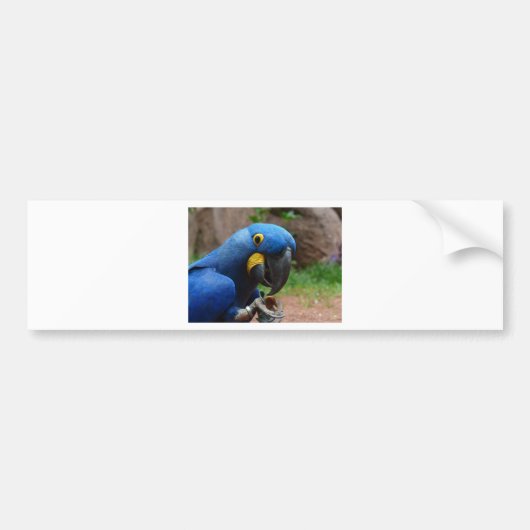 blauaras parrot bumpersticker (Voorkant)