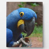 blauaras parrot fotoplaat (Voorkant)