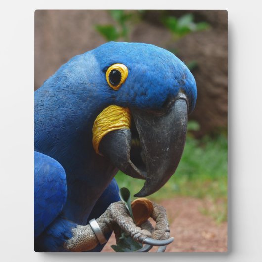 blauaras parrot fotoplaat (Voorkant)