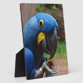 blauaras parrot fotoplaat (Zijkant)