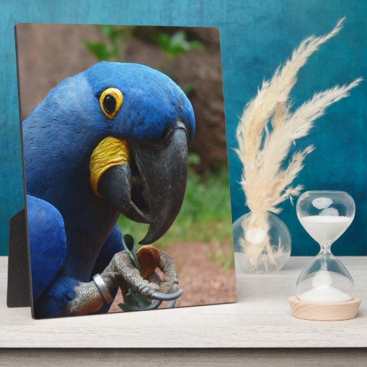 blauaras parrot fotoplaat (Zijkant)