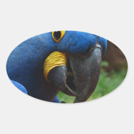 blauaras parrot ovale sticker