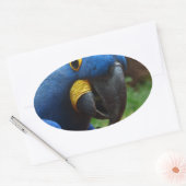 blauaras parrot ovale sticker (Envelop)