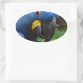 blauaras parrot ovale sticker (Tas)