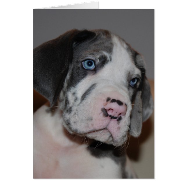 Blaue Augen Doggenwelpe (Voorkant)