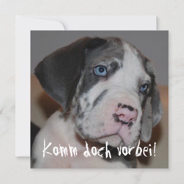 Blaue Augen Doggenwelpe (Voorkant)