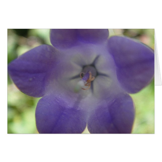 Blaue Glockenblume, Grusskarte (Voorkant Horizontaal)