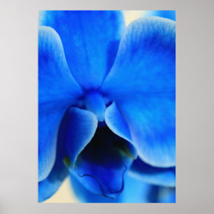 Blaue Orchide Poster