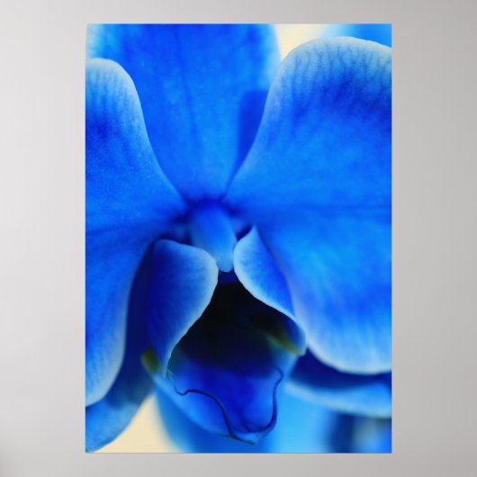 Blaue Orchide Poster (Voorkant)