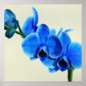 Blaue Orchide Poster (Voorkant)