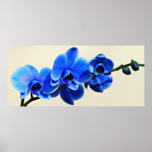 Blaue Orchideen Poster (Voorkant)
