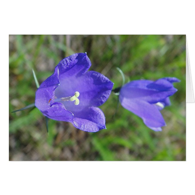 Blaues Glockenblumenpaar, Grusskarte, blanko (Voorkant Horizontaal)
