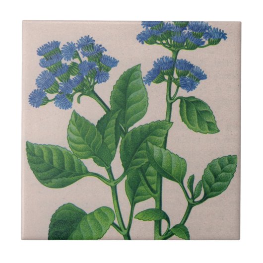blauw ageratum tegeltje (Voorkant)