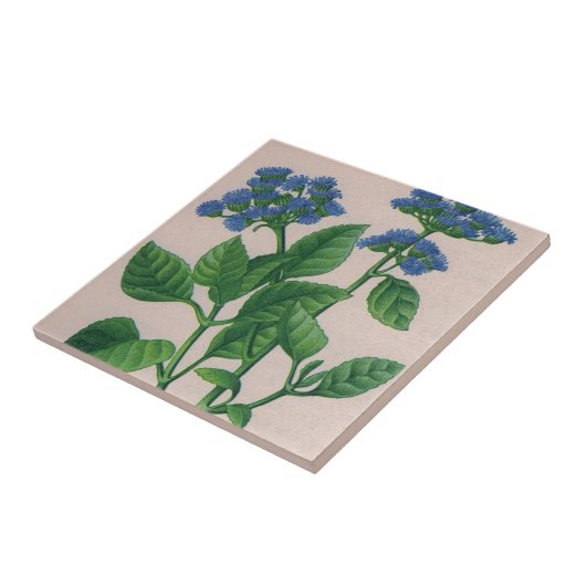 blauw ageratum tegeltje (Zijkant)