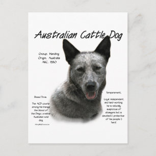Blauw Australisch vee Hond Geschiedenis; Blauw ACD Briefkaart