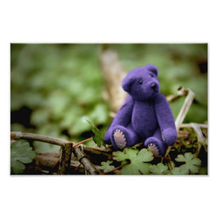 Blauw Beer Foto Afdruk