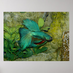 Blauw Betta vissenDruk of Poster