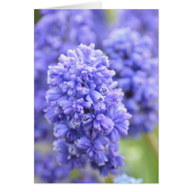 Blauw blauw (Voorkant)