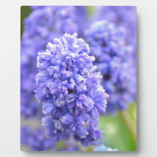 Blauw blauw fotoplaat