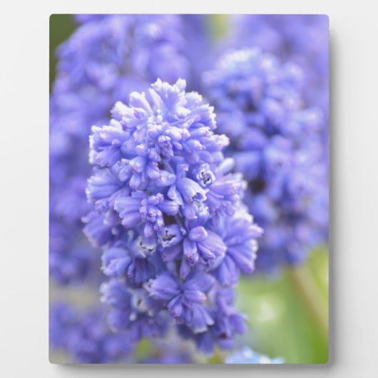 Blauw blauw fotoplaat (Voorkant)