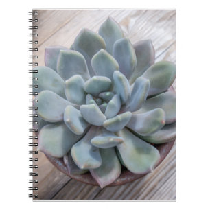 Blauw Blauwgroen Groen Succulent Echeveria Apus Fo Notitieboek