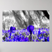 Blauw bloemveld poster (Voorkant)