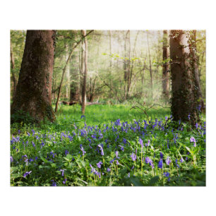 Blauw bos met boshyacint bloemen perfect poster