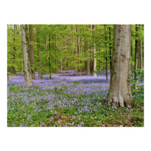 Blauw bos met boshyacint bloemen perfect poster