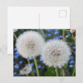 blauw, boterbloem, plant, paardenbloem, weide, wit briefkaart (Voorkant / Achterkant)
