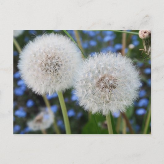 blauw, boterbloem, plant, paardenbloem, weide, wit briefkaart (Voorkant)