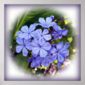 blauw bouquet poster (Voorkant)