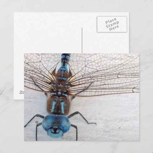 Blauw Briefkaart (Voorkant / Achterkant)