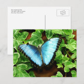 Blauw Briefkaart Morpho (Voorkant / Achterkant)
