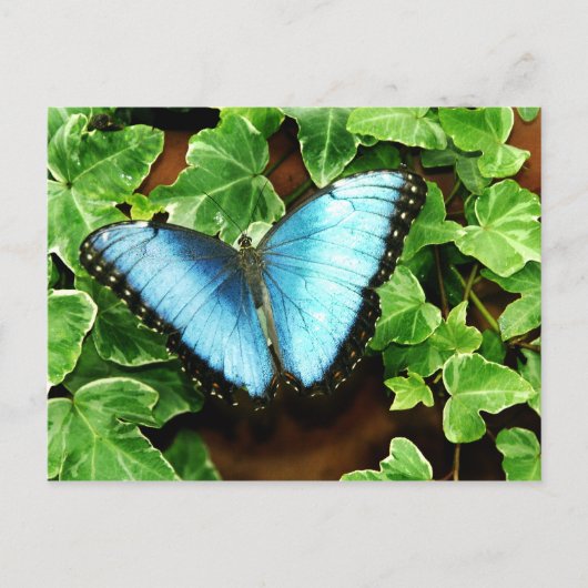 Blauw Briefkaart Morpho (Voorkant)